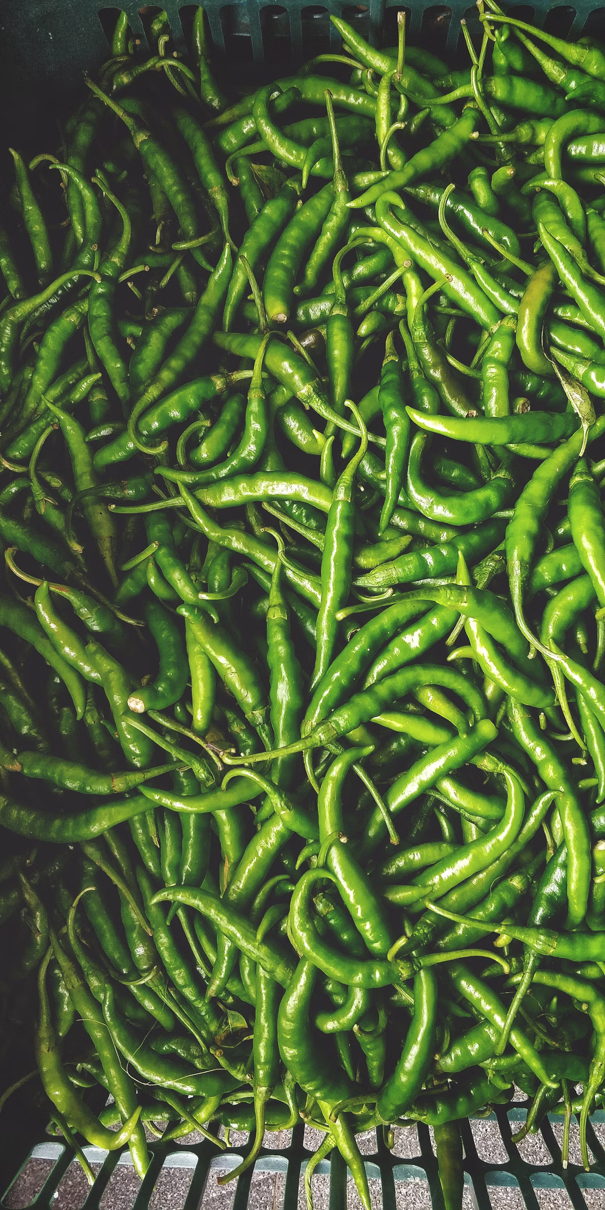 Green Chillies - Image 2